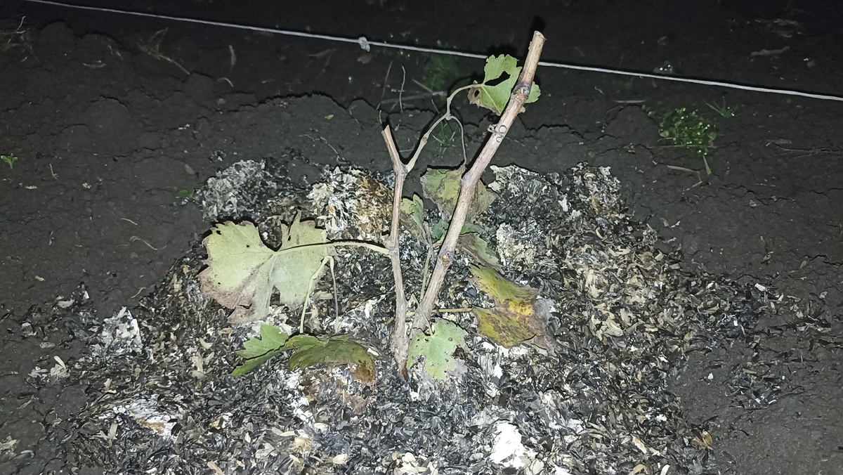 Молодая лоза винограда