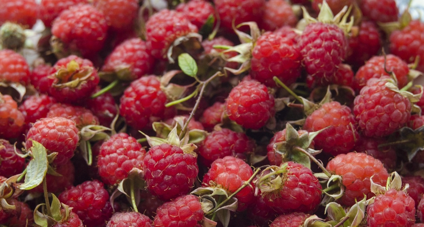    Ремонтантную малину так лучше не обрезать: 3 ошибки - и ягода будет мельче гороха: запомните советы опытных агрономов