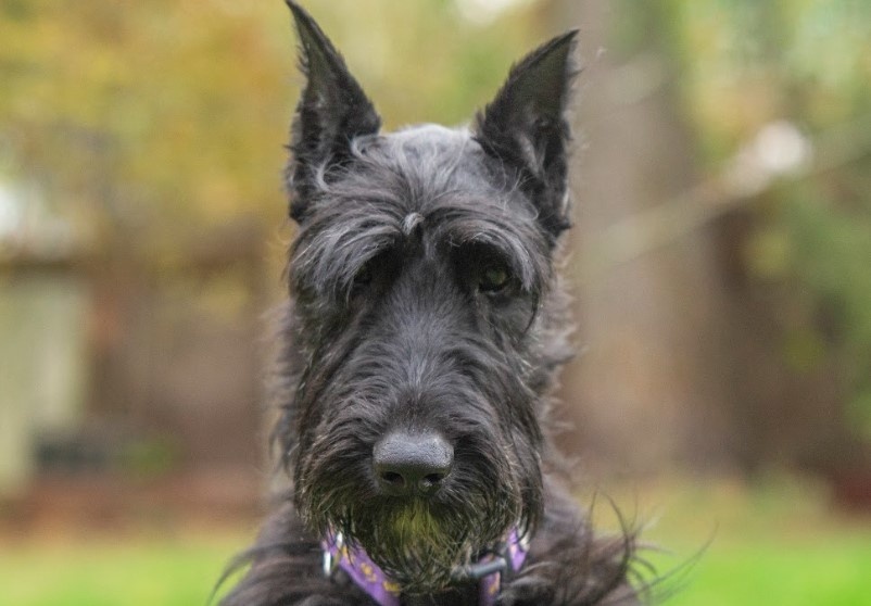 Альма стала домашней