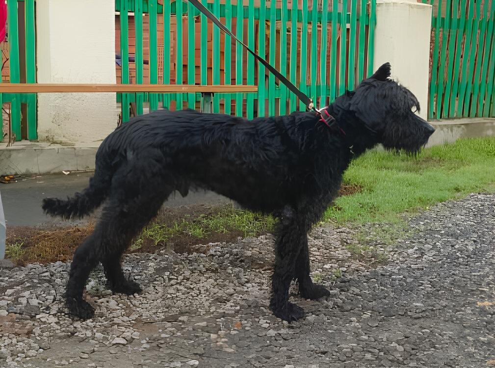 Бади стал тверским парнем