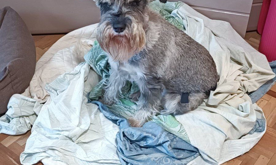 Шнауновости, шнаузаботы