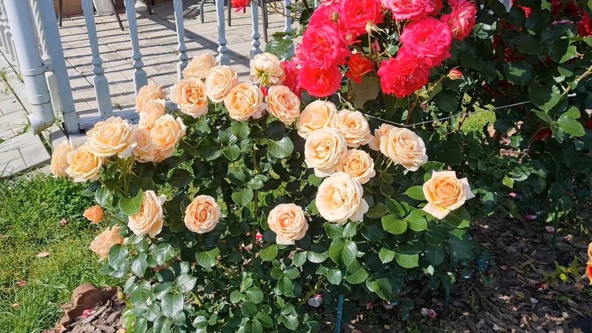 Йорс ин Континьюд Френдшип