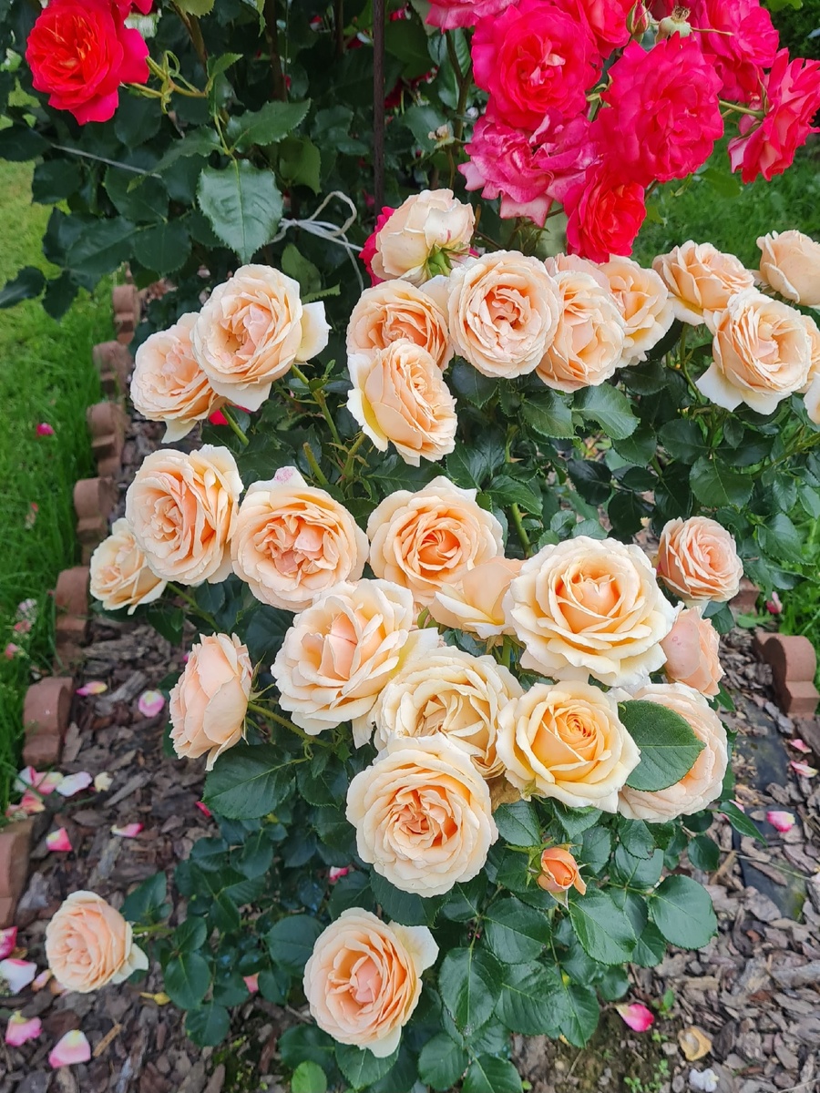 Йорс ин Континьюд Френдшип