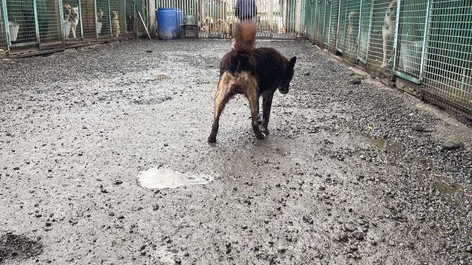 Тайга: три года ожидания и одна надежда на зиму