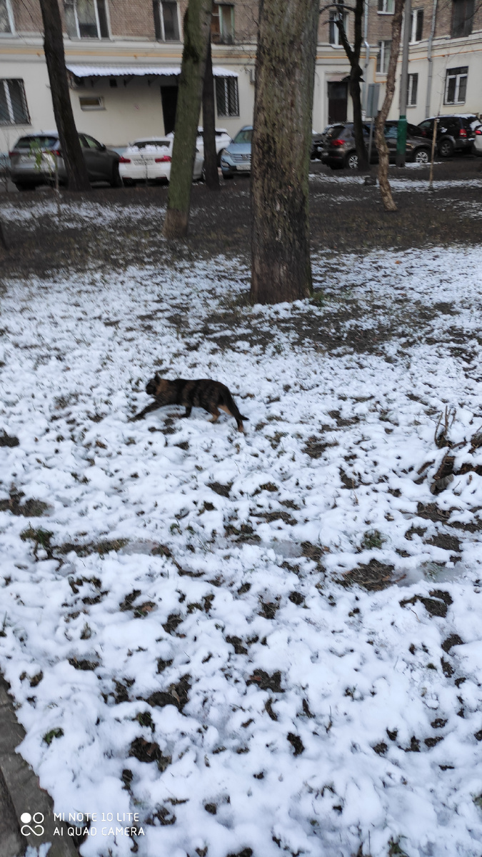 Черя на снегу