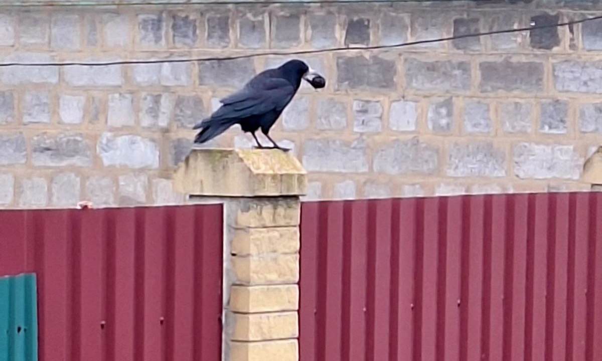 Фото автора.