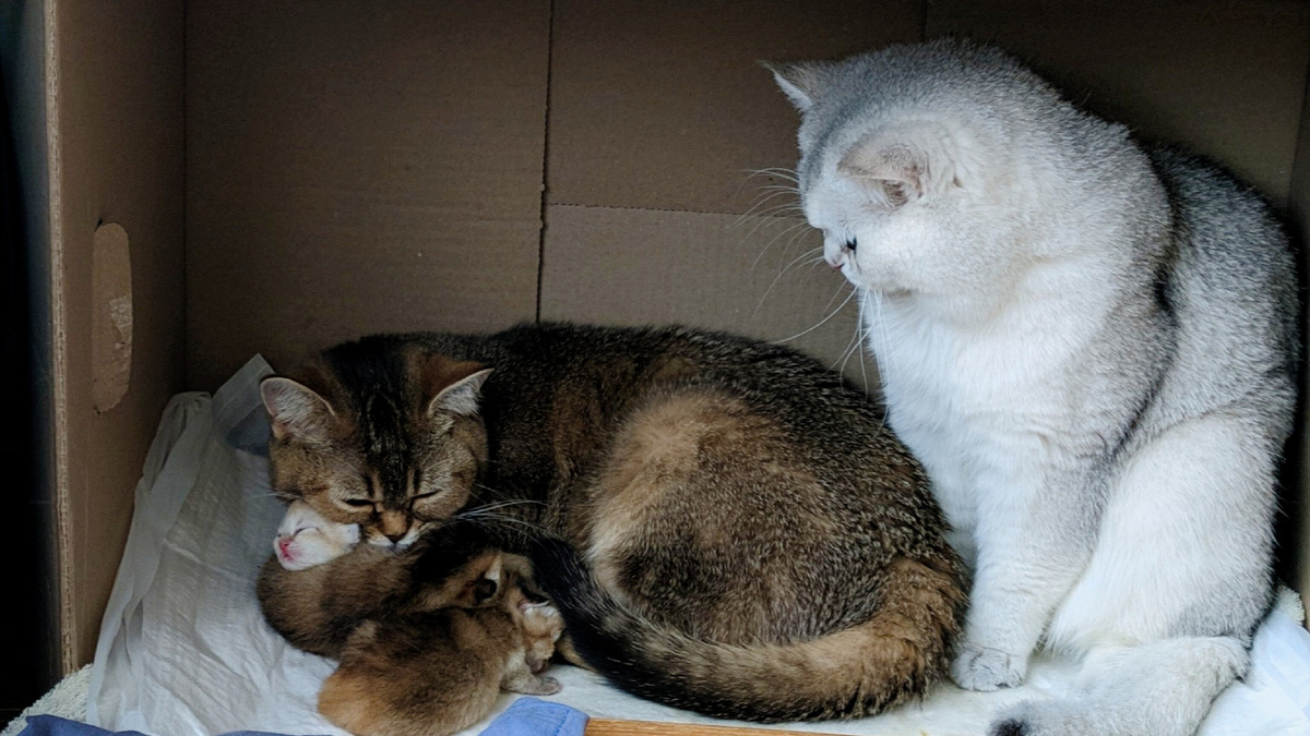 Вся семья рядом - нет милей картины! 