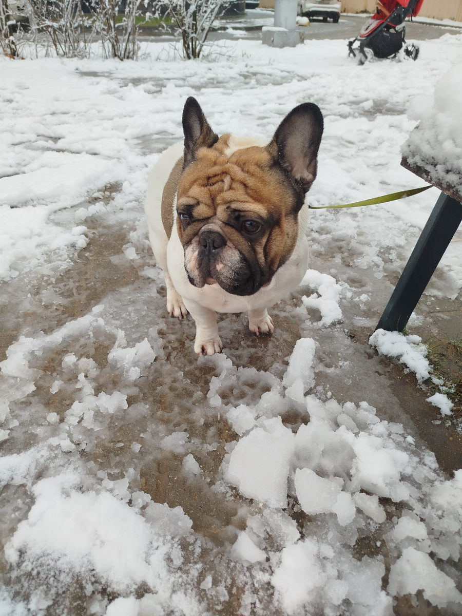 Французский бульдог Стич