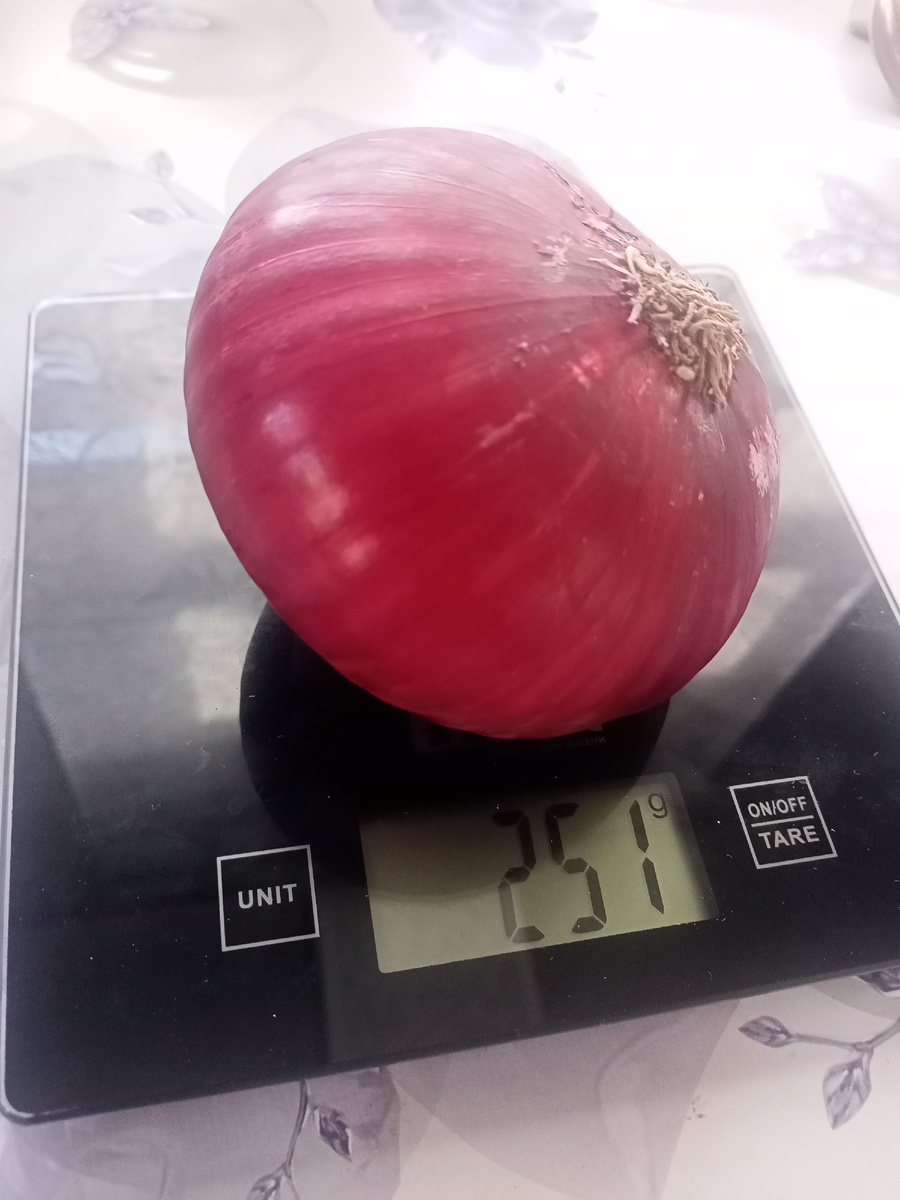 Лук Даниловский из своих семян.