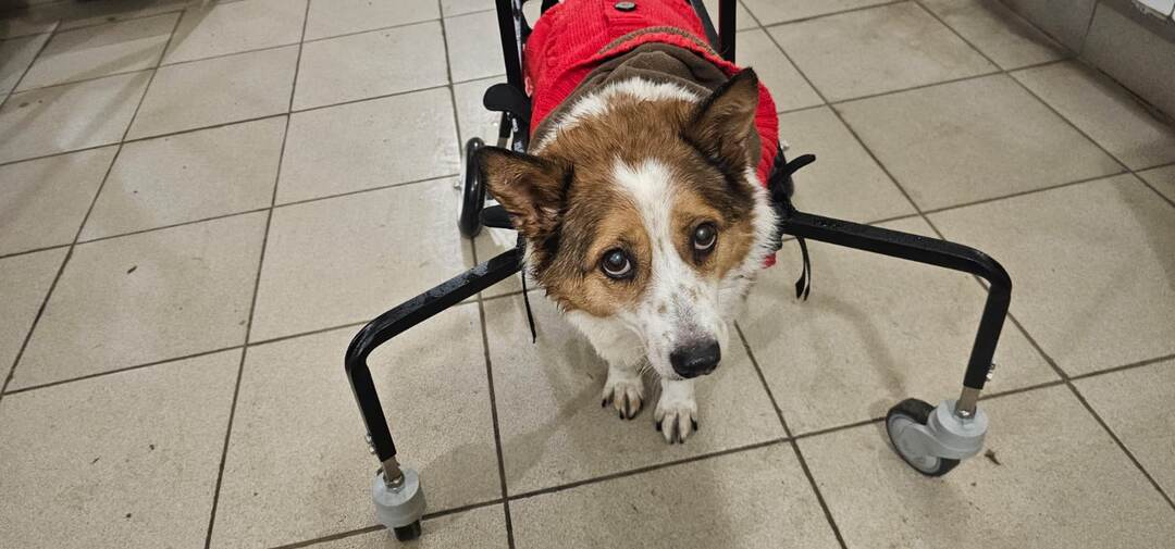 Нужна помощь Боне