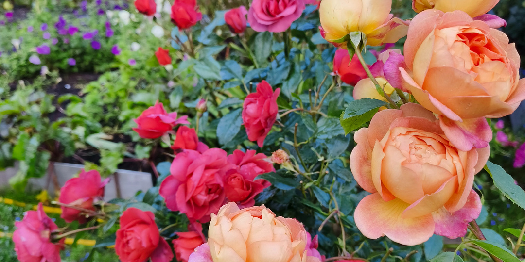 Подборка обработок роз в течении всего сезона!