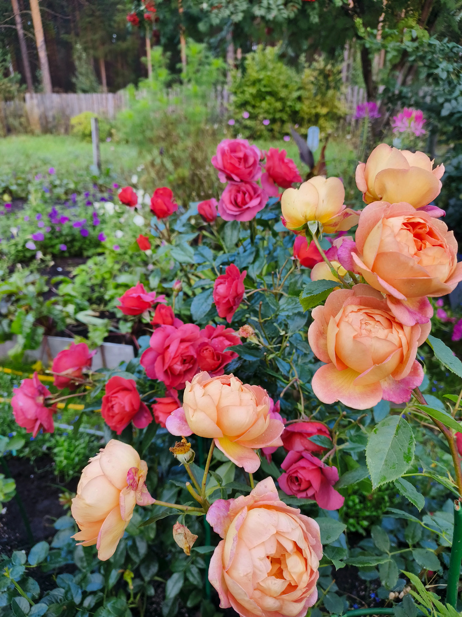 Леди оф Шалот и Хот шоколад