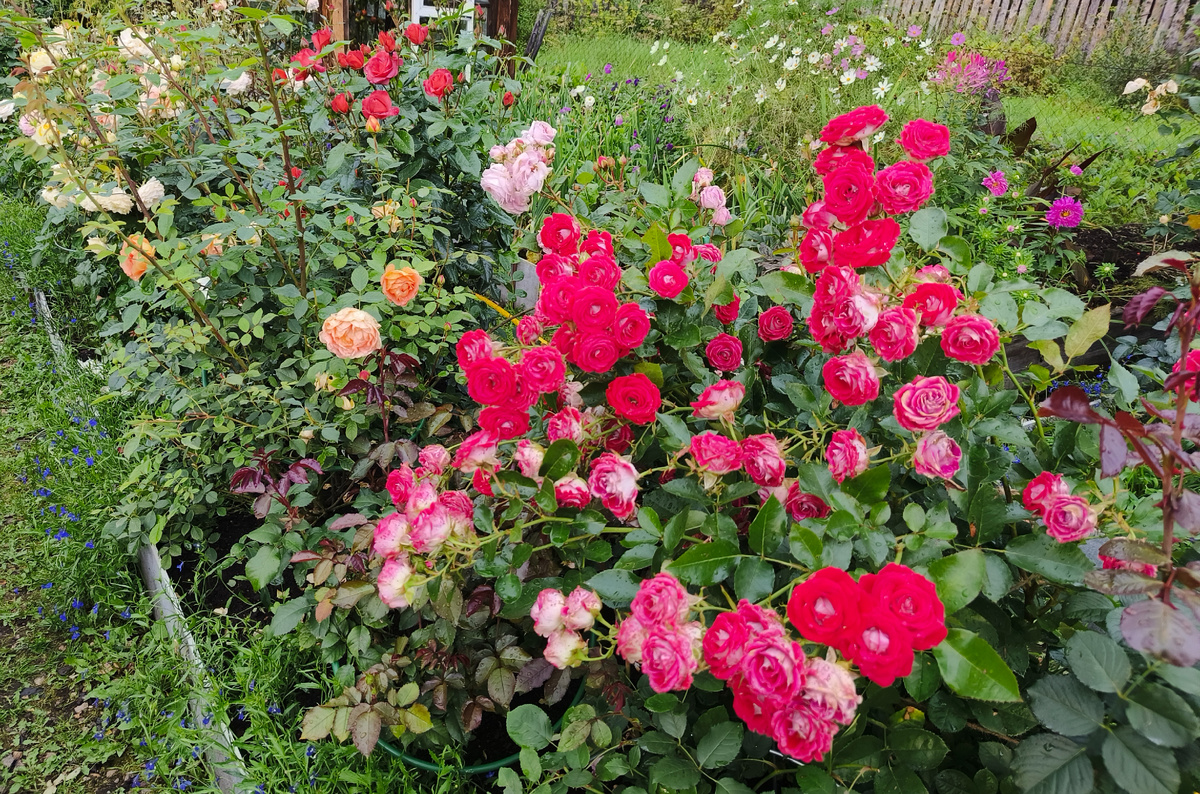 Шон Кобленцерин