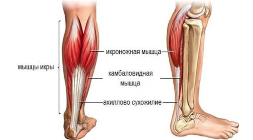 С анатомической точки зрения, икроножная мышца состоит из двух мощных головок — медиальной и латеральной, которые образуют характерный рельеф голени. Но самое интересное — ее физиологическая роль.
