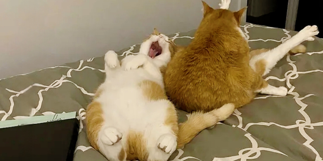 Хлебом не корми - дай подурачиться: за что рыжих кошек обожают во всем мире (смешные фото)