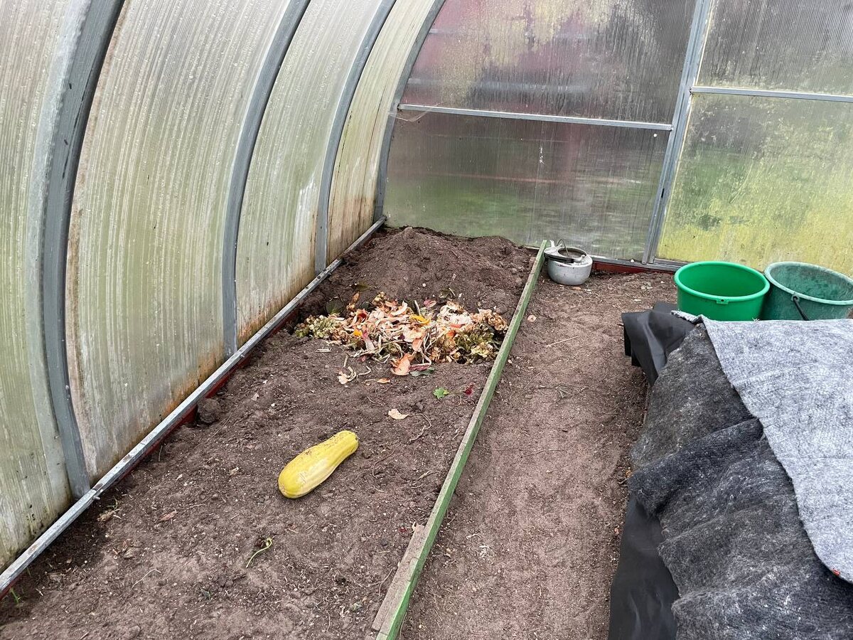 Заполняю траншею кухонными отходами, измельчаю лопатой и засыпаю землей. Фото автора  