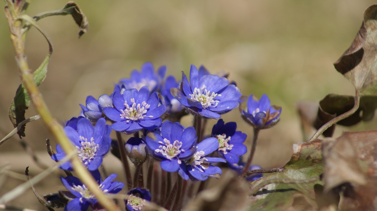Печеночница в моём саду