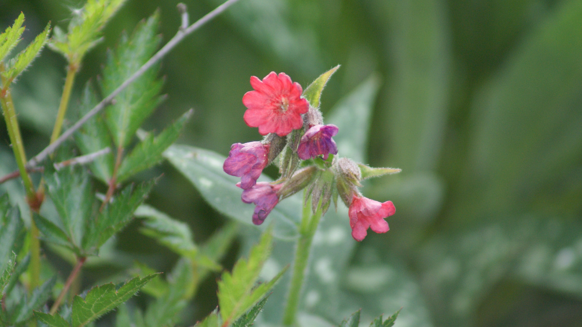 Медуница «Raspberry Splash»