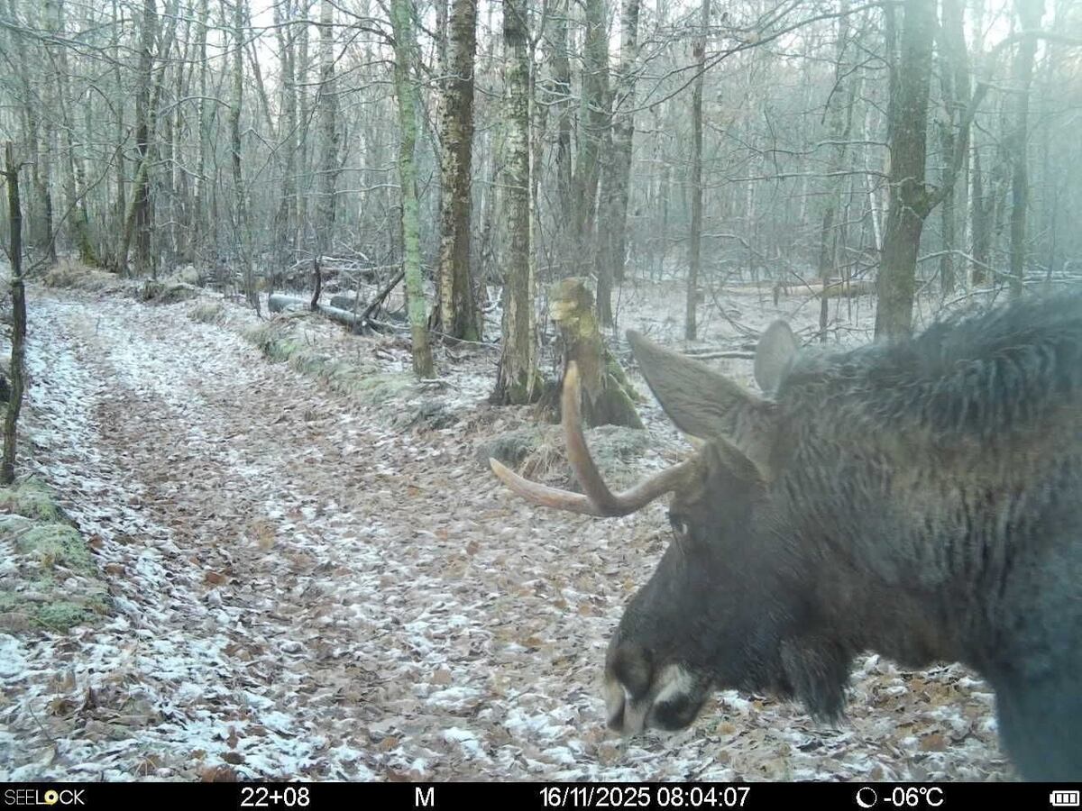   Фото: Окский заповедник