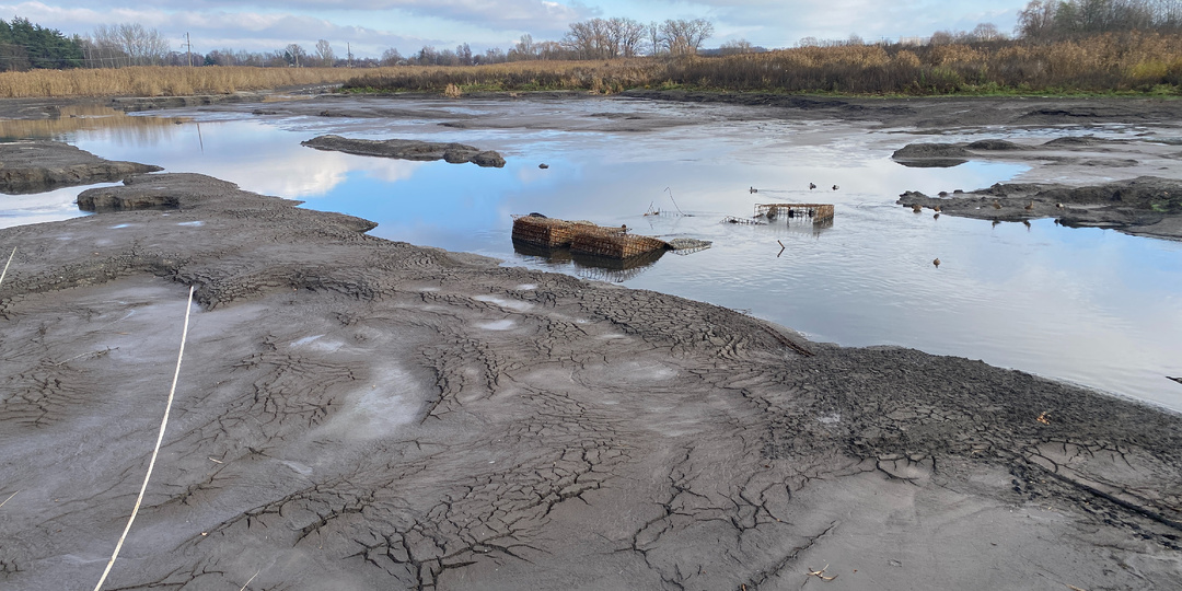 Смогут ли бобры справиться с навалившейся на них бедой