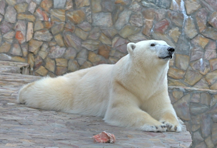 фото: t.me/lenzoopark