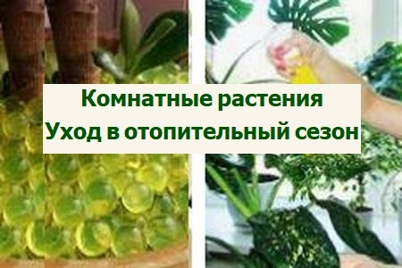 уход за комнатными растениями в отопительный сезон