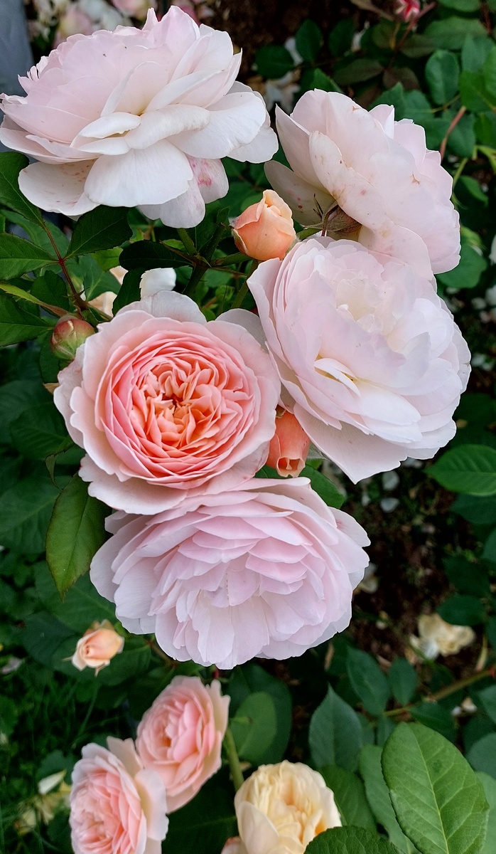 Свит Джульет. "Остинка"