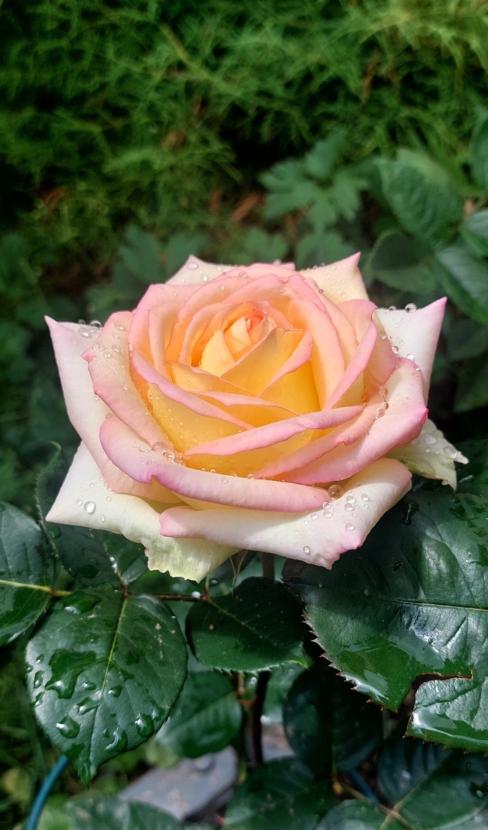 Анна Молинари. Ч/г роза