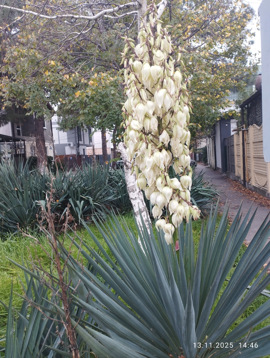 Фото автора, где то в городе. Юкка зацвела. 