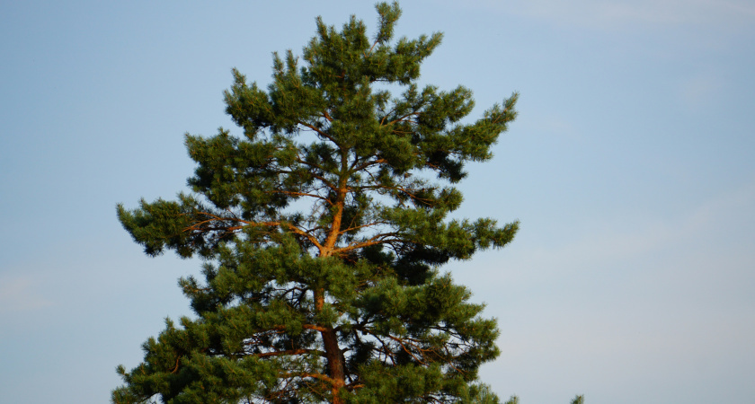    У нас мусор - у них на вес золота: для чего Китай вывозит из России сосновые иголки