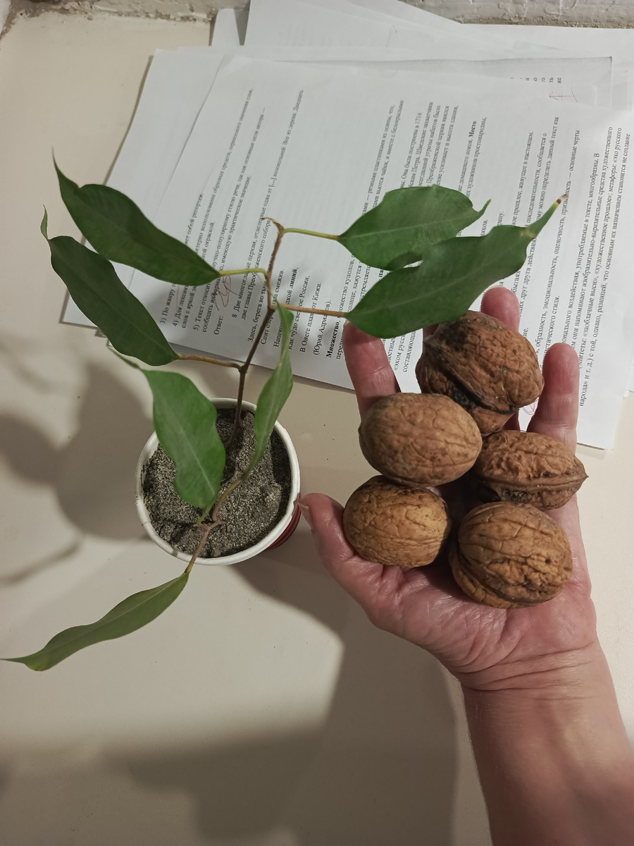 Боргустанские орехи