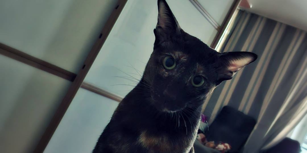 Дверь самоубилась