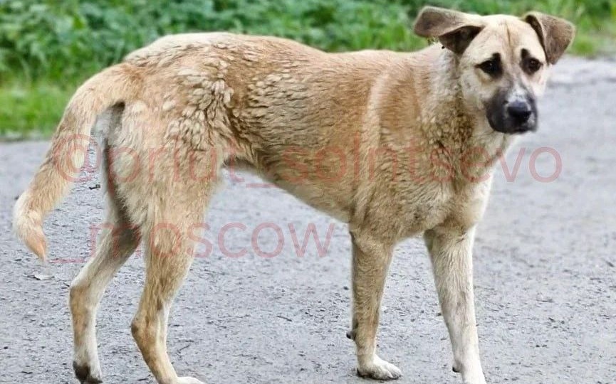 От уличного бродяги до верного друга