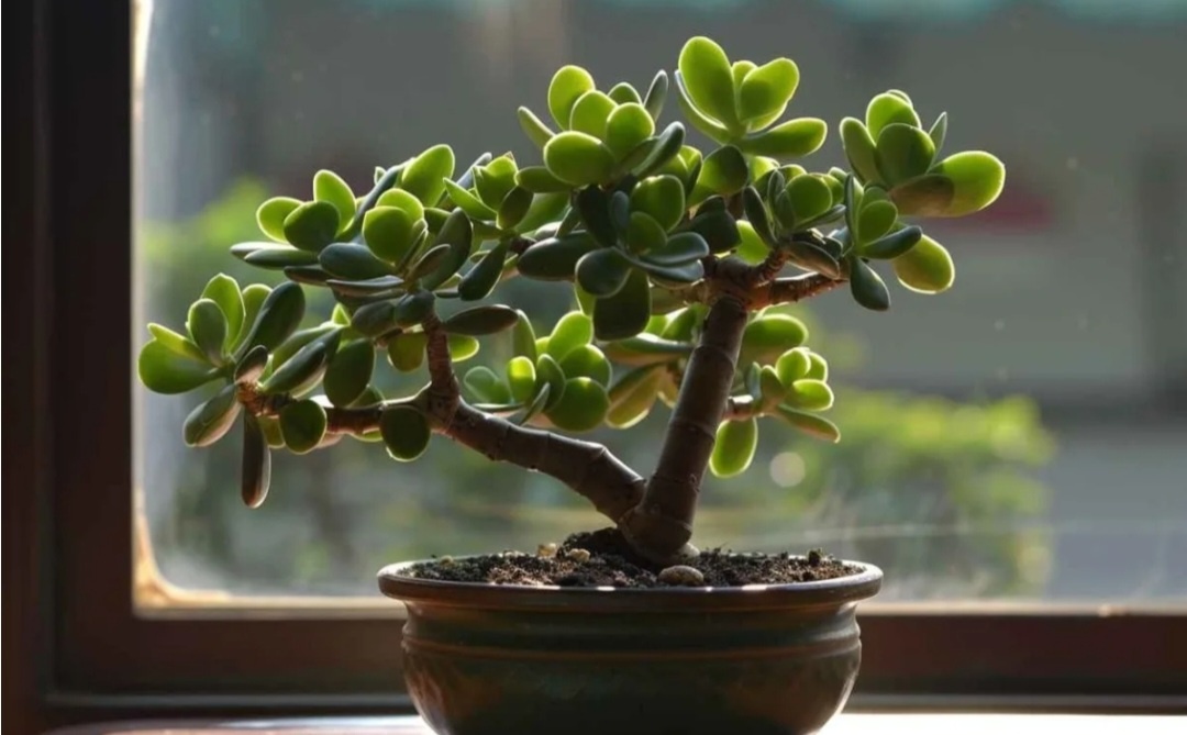 Форма денежного дерева может быть настолько разнообразной, это фантазия каждого цветовода.