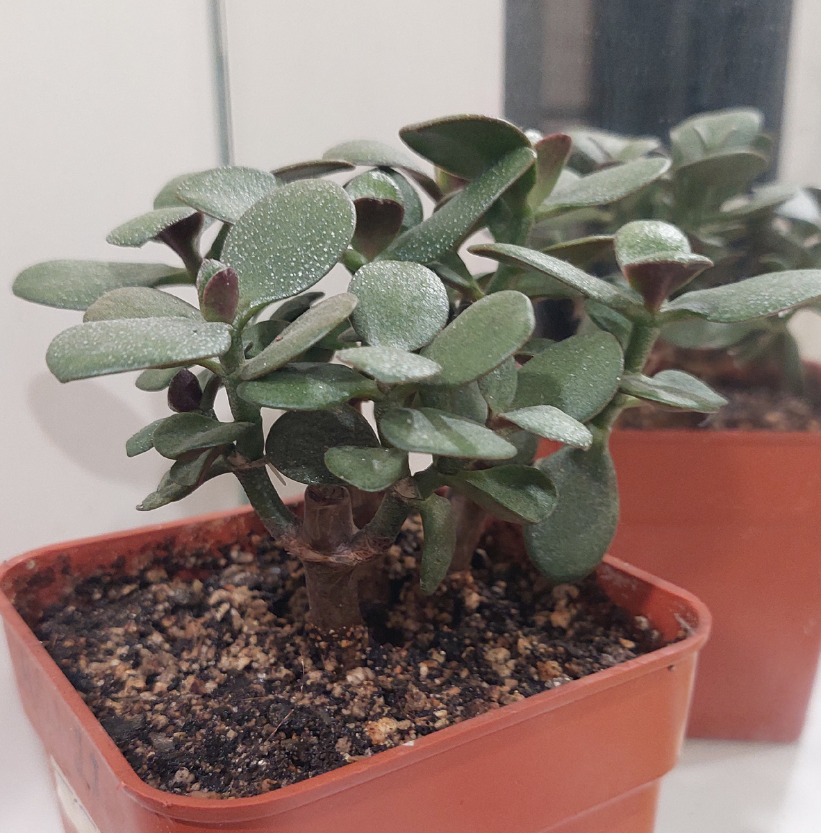 Моё дерево ещё молодое и пока подвергается жёсткой обрезке.