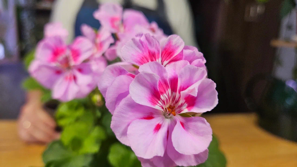 Это вот красота с прошлого года