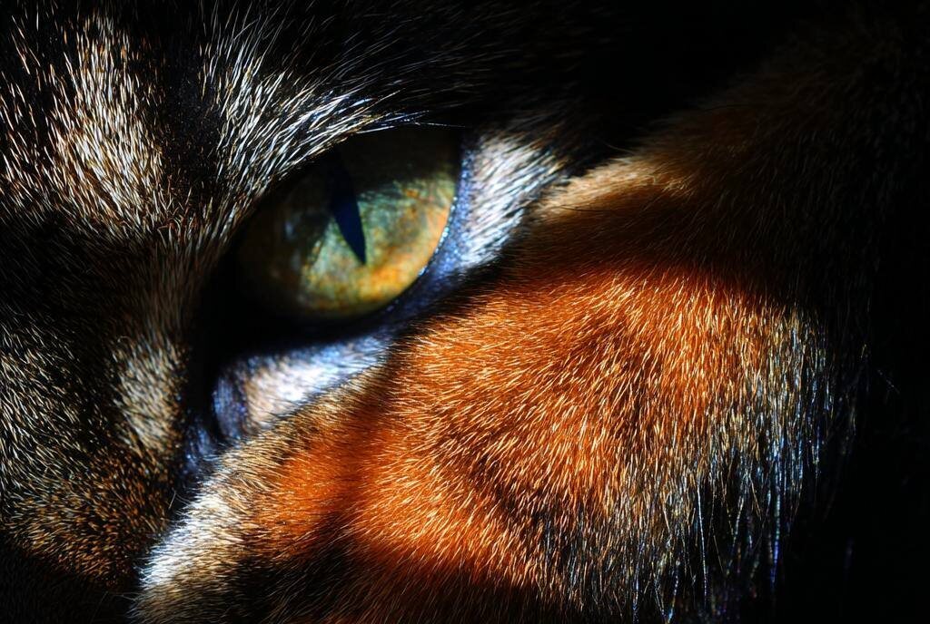 Кошки и собаки запоминают наш мир не так, как мы. Их память строится на эмоциях, запахах и сигналах, которые помогают выжить. Понимание этого делает общение безопаснее и честнее для всех.