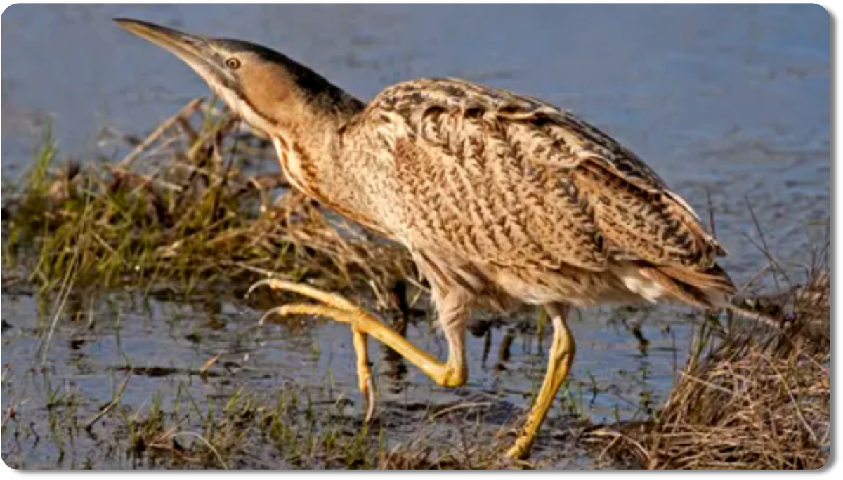 Выпь - это удивительная птица из семейства цаплевых