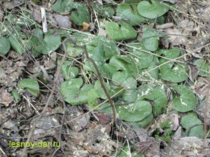Листья копытня европейского в апреле (фото с блога "Лесная кладовая")