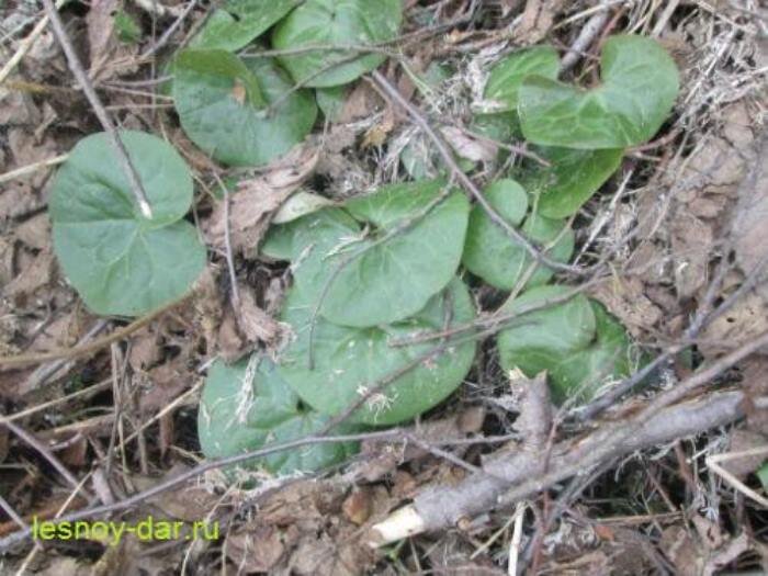 Перезимовавшие прошлогодние листья копытня европейского (фото с блога "Лесная кладовая")