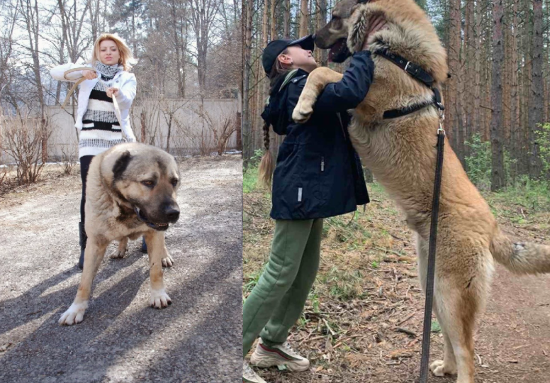 Гампр - вам не игрушка: малоизвестные любопытные факты о грозном армянском волкодаве, способном одолеть даже медведя