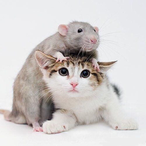 Фото: Надежда Алимова. Источник: ru.pinterest.com