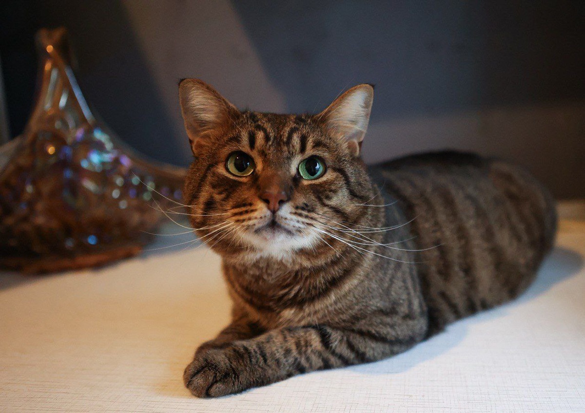 А я Тотоша, я не спал и сразу понял, что дом где-то близко