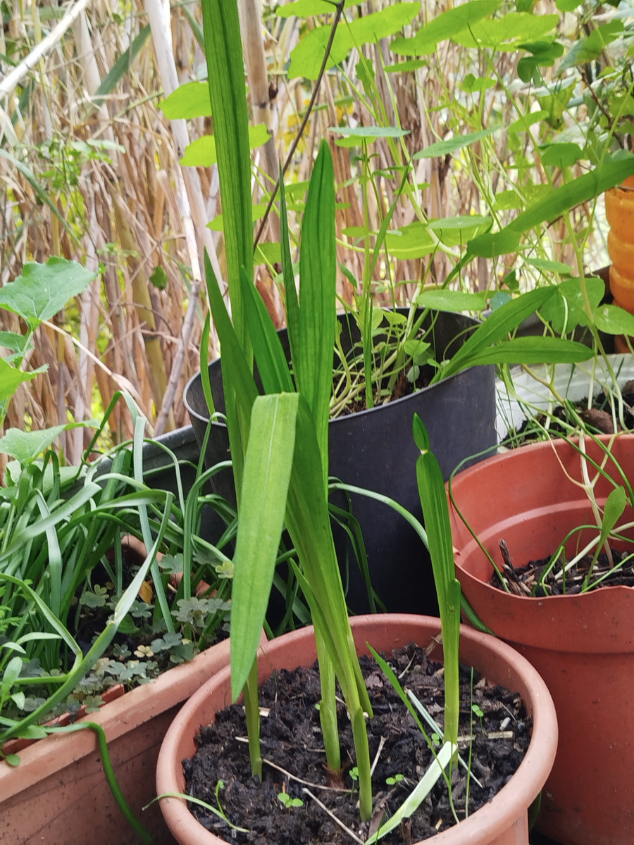 Фото автора. Фрезии.