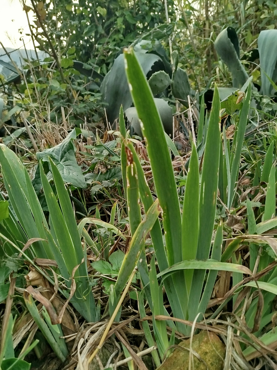 Фото автора. Бородатые ирисы.