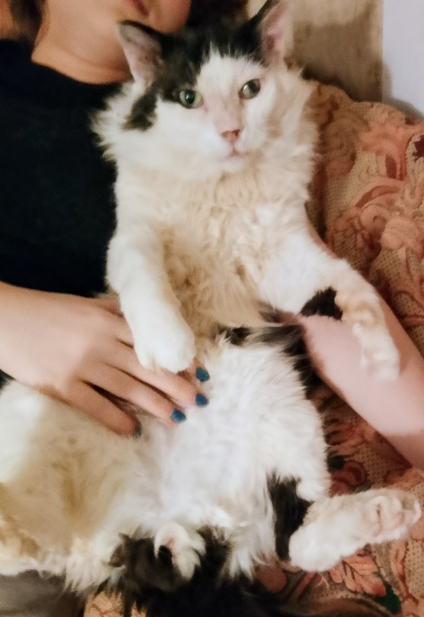 Дедуля явно имеет в родственниках мейн-кунов