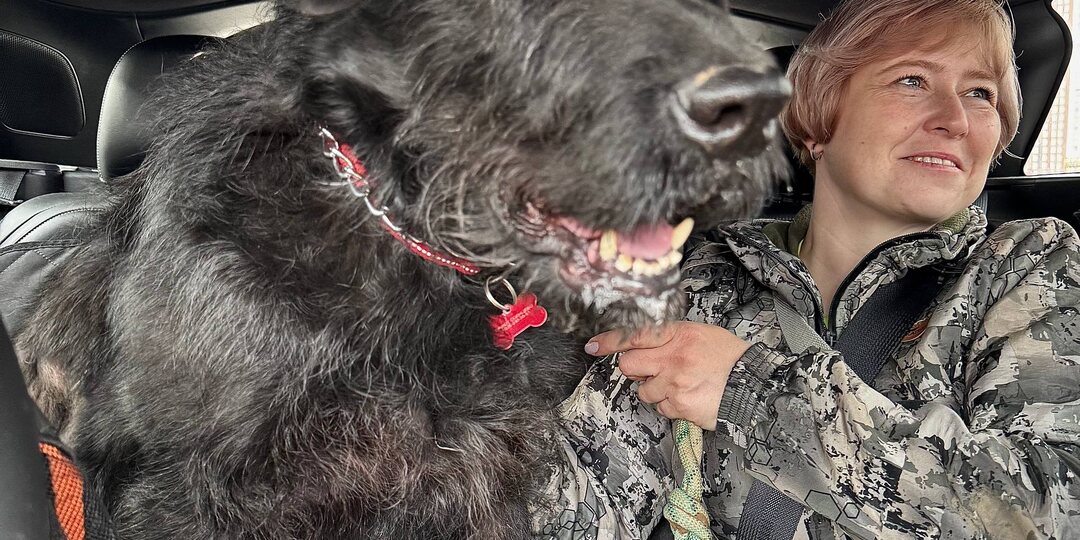 Судьбу собаки решит кого в ней увидят: чудище или чудо