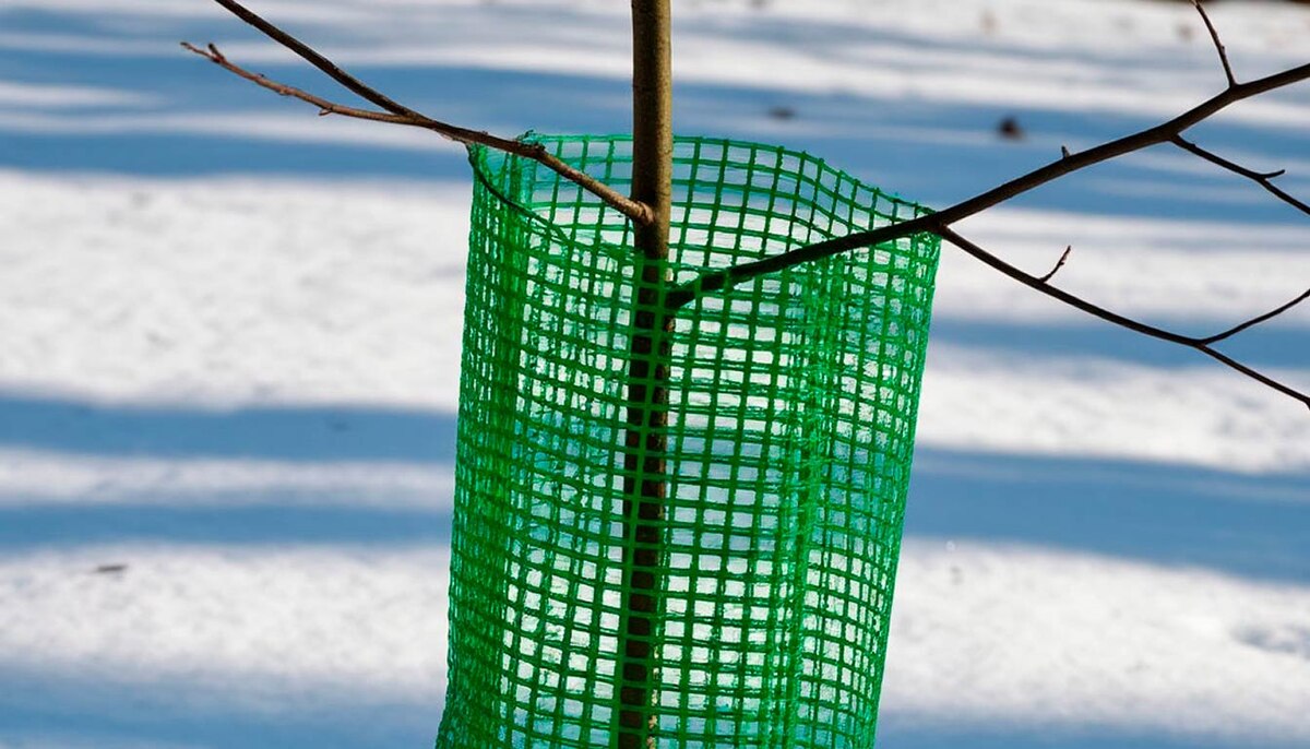 Использование сетки зимой защищает стволы деревьев от грызунов, препятствуя их доступу к коре и предотвращая повреждение растений.