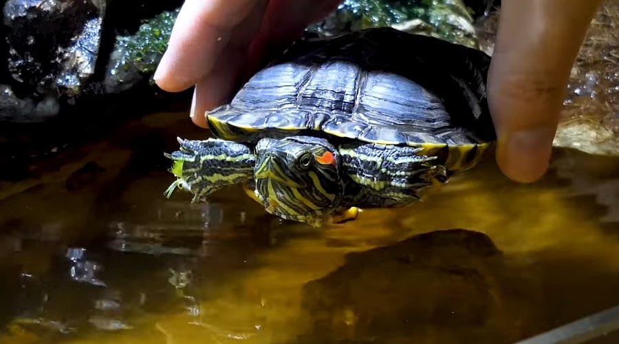 Первая черепаха в доме по имени Мотя.