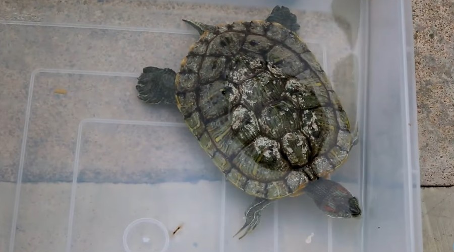 В скором времени появилась Тортила.